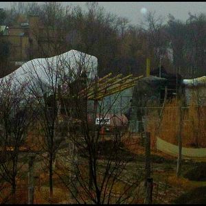 Mar. 2013-White Lion Exhibit Construction