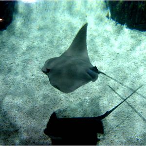Cownose Ray at Sea Life Porto, 21/04/11