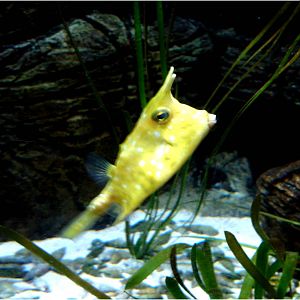 Longhorn Boxfish at Sea Life Porto, 21/04/11