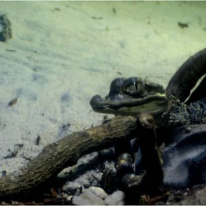 Dwarf Caiman at Sea Life Porto, 21/04/11