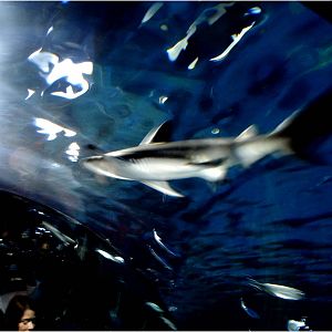 Blacktip Reef Shark at Sea Life Porto, 21/04/11
