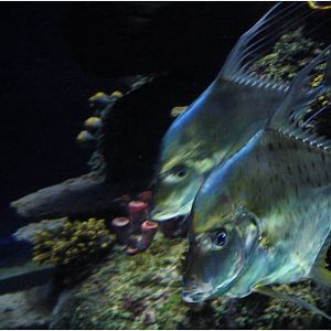 Lookdown at Sea Life Porto, 21/04/11