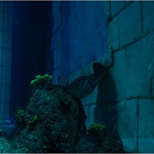 Common Eagle Ray at Sea Life Porto, 21/04/11