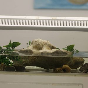 Adanson´s mud turtle