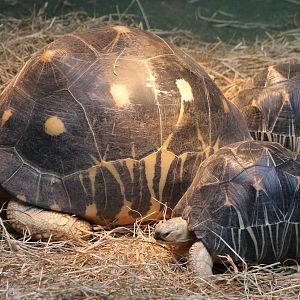 Radiated tortoises - breeding group