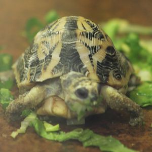 spider tortoise juvile