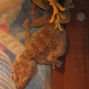 Female Tockeh gecko