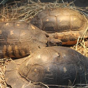 marginated tortoises