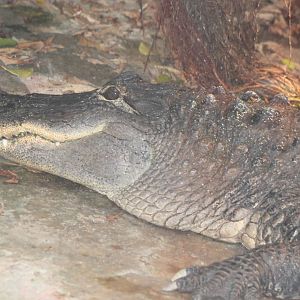 American alligator