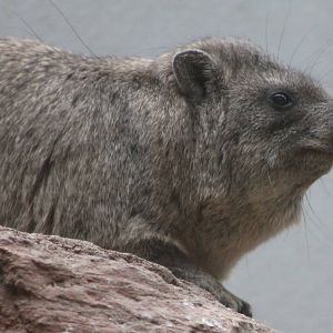 Syrian hyrax ( Procavia capensis syriacus )