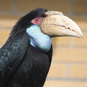 Wreathed hornbill ( female )