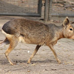 Patagonian cavy or mara