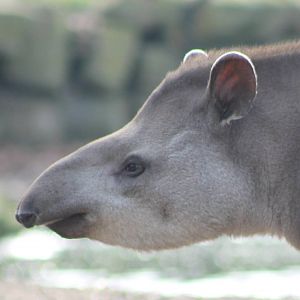 Lowland tapir