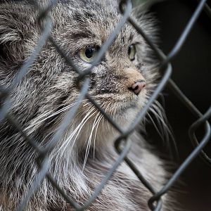A Big World Out There... Pallass Cat - 24/02/2013
