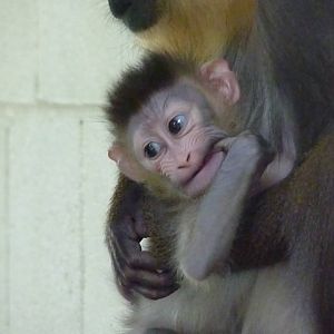 Mandrill infant, 2 March 2013