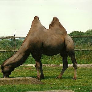 Bactrian Camel 19th July 1997
