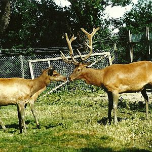 Wapiti meeting 19th July 1997