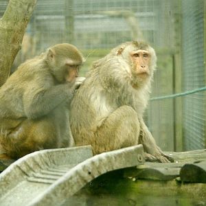 Rhesus Monkeys 17th October 1997