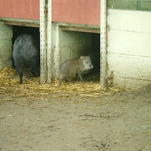 Collared Peccaries 17th October 1997