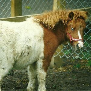 A look of evil? 17th October 1997