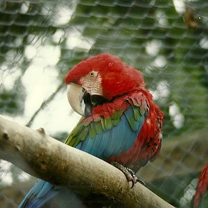 Green-winged Macaw 17th October 1997