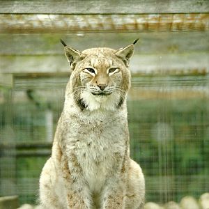 Lynx 17th October 1997