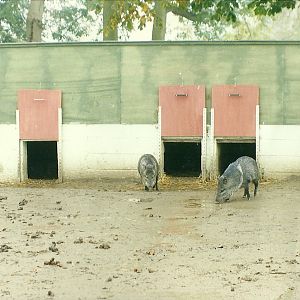 Peccary shelter 17th October 1997