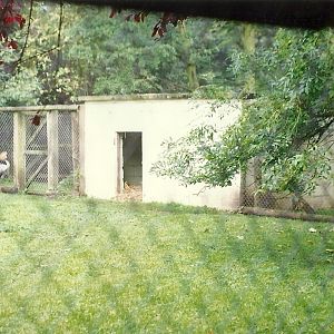 Where the Lion lounged I 17th October 1997