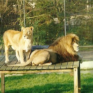 Where the Lion lounged III 17th October 1997