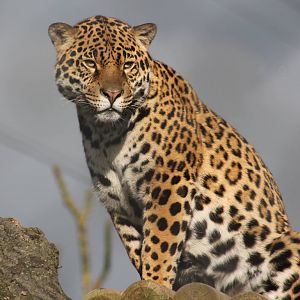 Jaguar Chester Zoo 2013