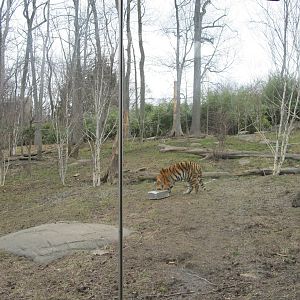Bronx Zoo- Tiger Mountain