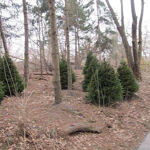 Bronx Zoo- New Trees