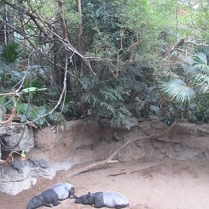 Bronx Zoo- Jungleworld