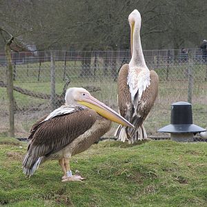 Pelican - ID?