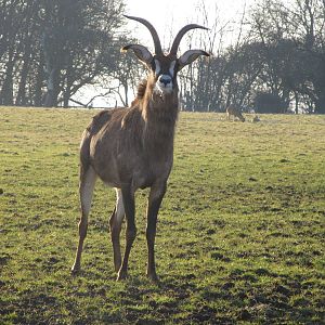 Roan Antelope