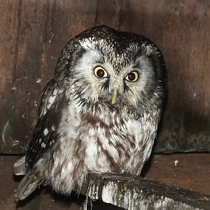 European Boreal Owl (Aegolius funereus funereus) at Blackbrook Zoo - Februa