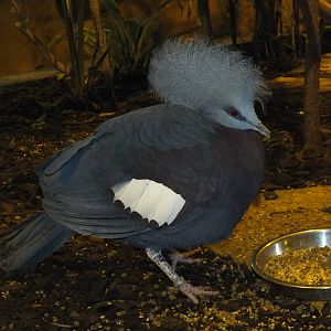 Sclater crowned-pigeon (Goura scheepmakeri sclateri) at Blackbrook Zoo - Fe