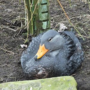 Flightless steamer duck (Tachyeres pteneres) at Blackbrook Zoo - 24th Febru
