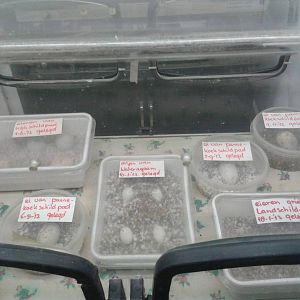 eggs in the incubation-room