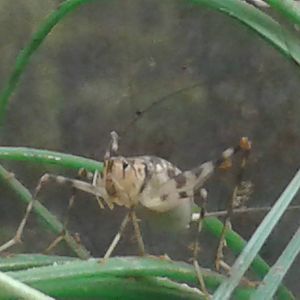 cave cricket species unknown to me