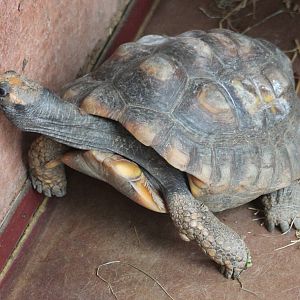 Yellow-footed tortoise
