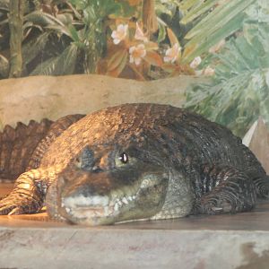 Spectacled caiman