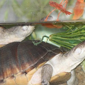 Adanson´s mud turtle adults
