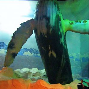 Mar. 2013-Humpback Whale