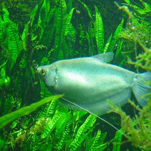 Mar. 2013-Moonlight Gourami