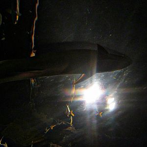 Mar. 2013-Live Sharksucker