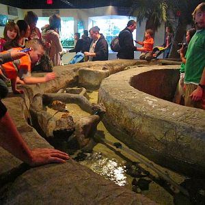 Mar. 2013-Shore Gallery - Touch Pool