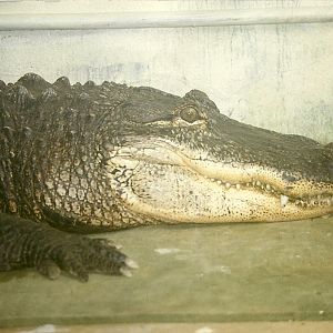 Albert 17th October 1997