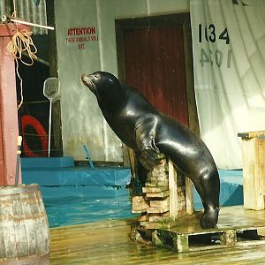 Sealion show 17th October 1997