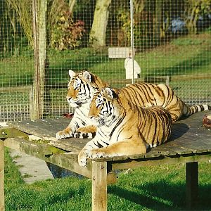 Siberian Tigers 17th October 1997